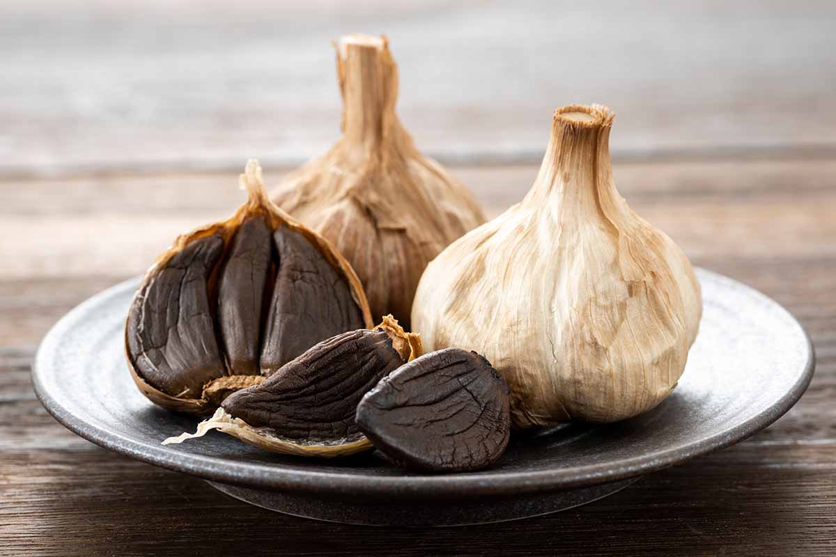 Benefits of Black Garlic and How to Use It | Gardener's Path