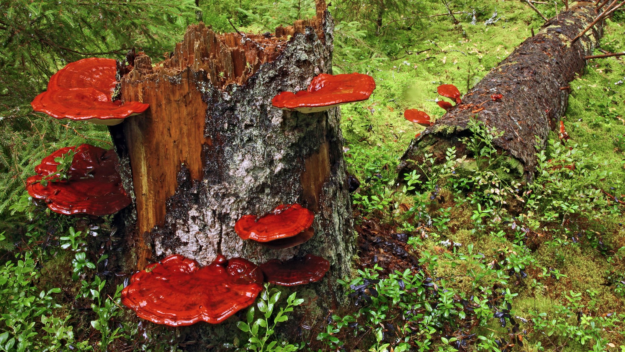 Mushroom used in Chinese medicine 'slows weight gain' - BBC News